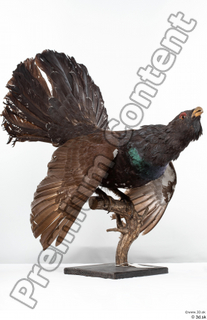 Western capercaillie whole body 0005.jpg